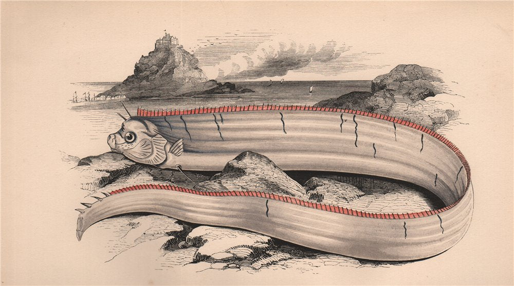 BANKS'S OARFISH. Hawkins' Gymnetrus, Regalecus Banksii. COUCH 1862 old print